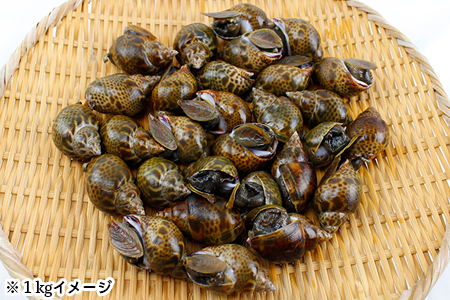 活黒バイ貝２kg（冷蔵便） 富津産