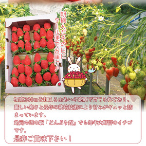 ＜イチゴ「かおり野」約280g×4パック 大竹農園直送＞ かおりの いちご 苺 果物 くだもの フルーツ ストロベリー 旬 季節限定 特産品 産地直送 愛媛県 西予市【冷蔵】『2025年12月～2026年4月中旬迄に順次出荷予定』UON0001