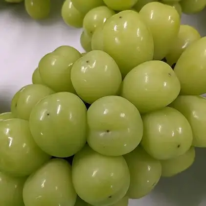 【2026年先行予約】 訳ありシャインマスカット 約1.2kg (バラ房)  株式会社野の香 | 訳ありシャインマスカット