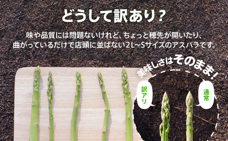 数量限定 訳あり 規格外 アスパラ 2L～Sサイズ 1.5kg 朝採り 直送 夏芽 グリーンアスパラガス 朝採れ 先行予約 【2026年6月から8月お届け】 BT08