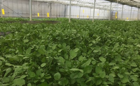 浜名湖クレソンパウダー20g×1袋【配送不可：北海道・沖縄・離島】 調味料 加工食品 粉末 料理に 