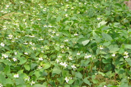 美郷町薬草研究会 野草茶 クマザサ ・ ドクダミ 入り 4袋