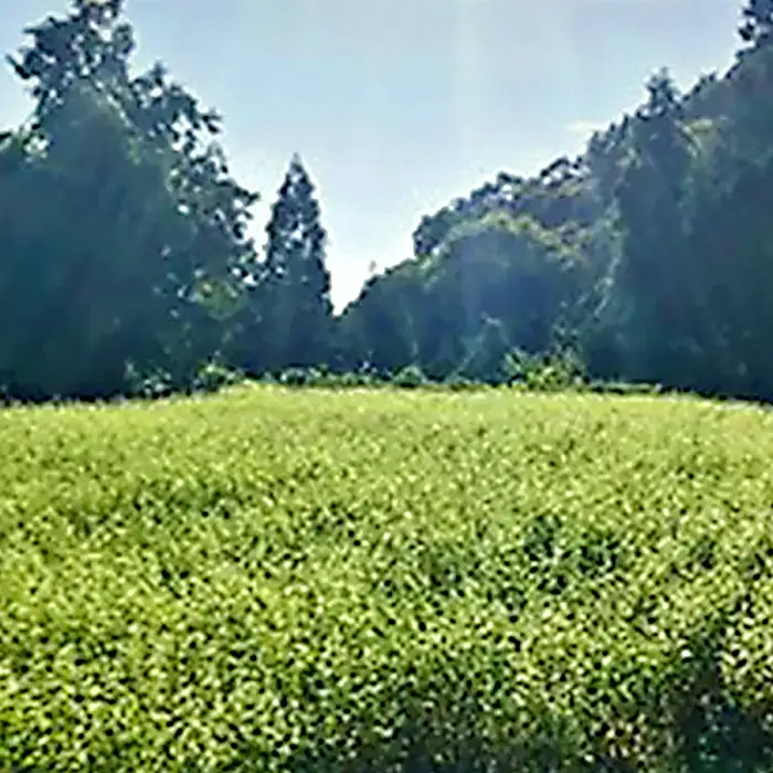 美郷産 三瓶在来種100％使用 美郷そば十割（2食入り×2袋）