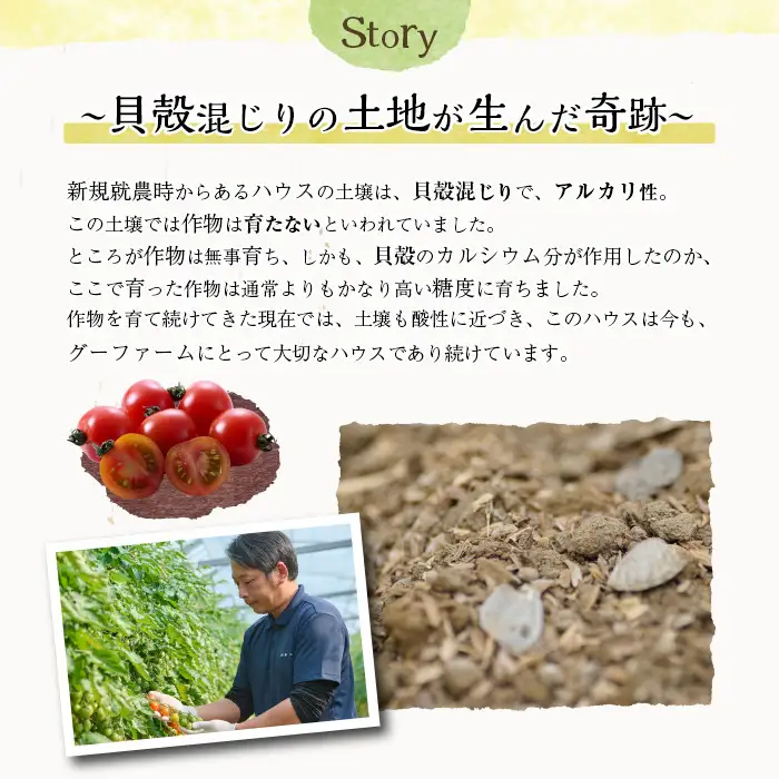 ＜期間限定＞ ミニトマト(約3kg)【GF-2】【グーファーム】 ミニトマト(約3kg)野菜 とまと フルーツトマト サマー千果 アイコ サラダ 【GF-2】【グーファーム】