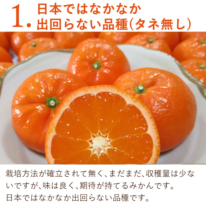 『先行予約』【令和9年2月中旬発送】マーコット(ハウス栽培) 唐津産 3kg