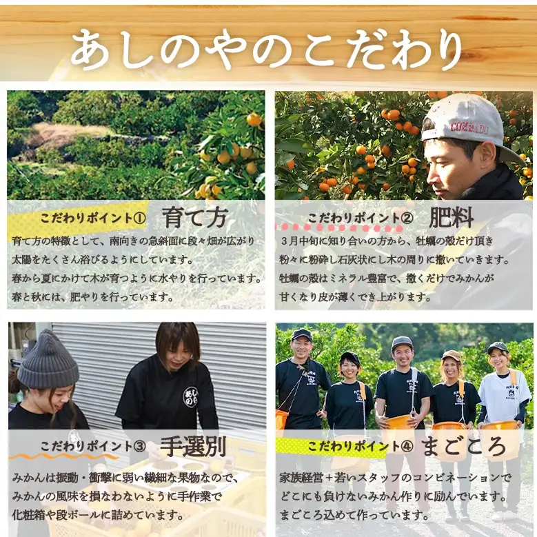 【2027年先行予約】和歌山県産 有田の はるみ 化粧箱入り Lサイズ 12個入り_ZE6091n