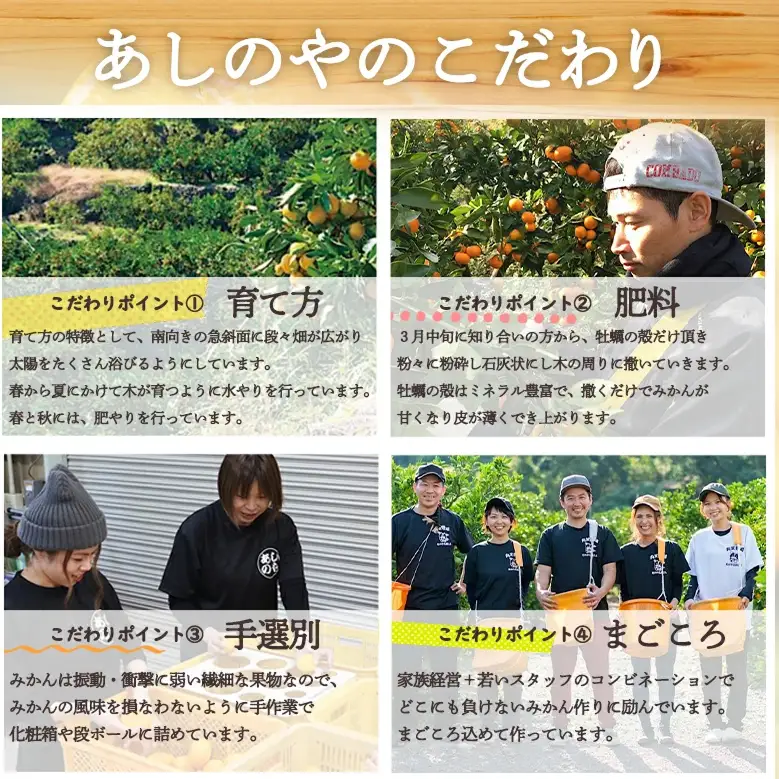 【2027年先行予約】和歌山県産 有田の はるみ 化粧箱入り 2Lサイズ 12個入り_ZE6090n