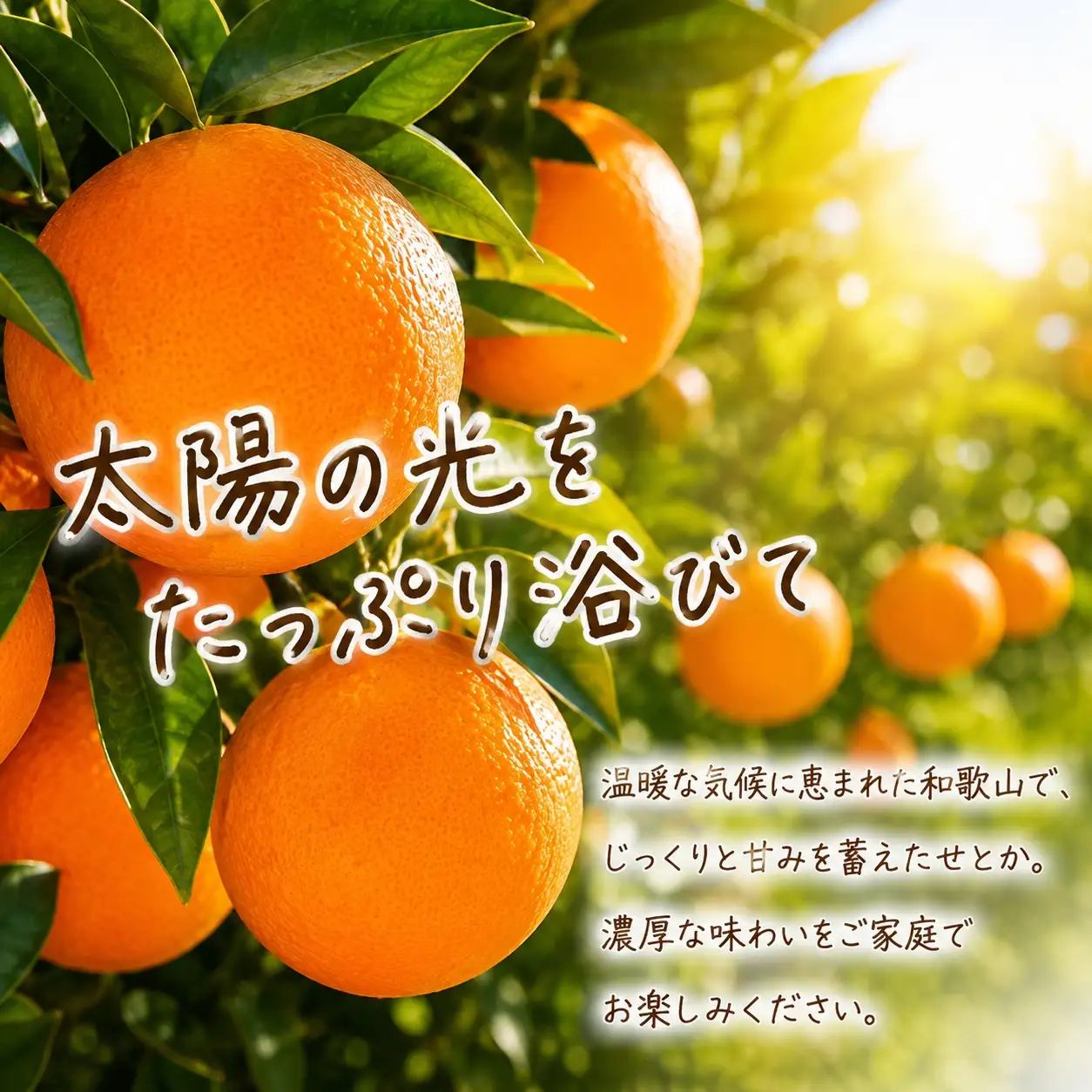 【ご家庭用訳あり】紀州和歌山産　せとか　約５ｋｇ 2027年2月中旬頃〜3月中旬頃発送　【先行予約】【みかん】 【uot748】