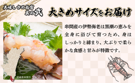 【先行予約】【数量限定】＜生冷凍＞宮崎県串間産 天然伊勢エビ(計約1kg前後・2～4匹)_K027-013