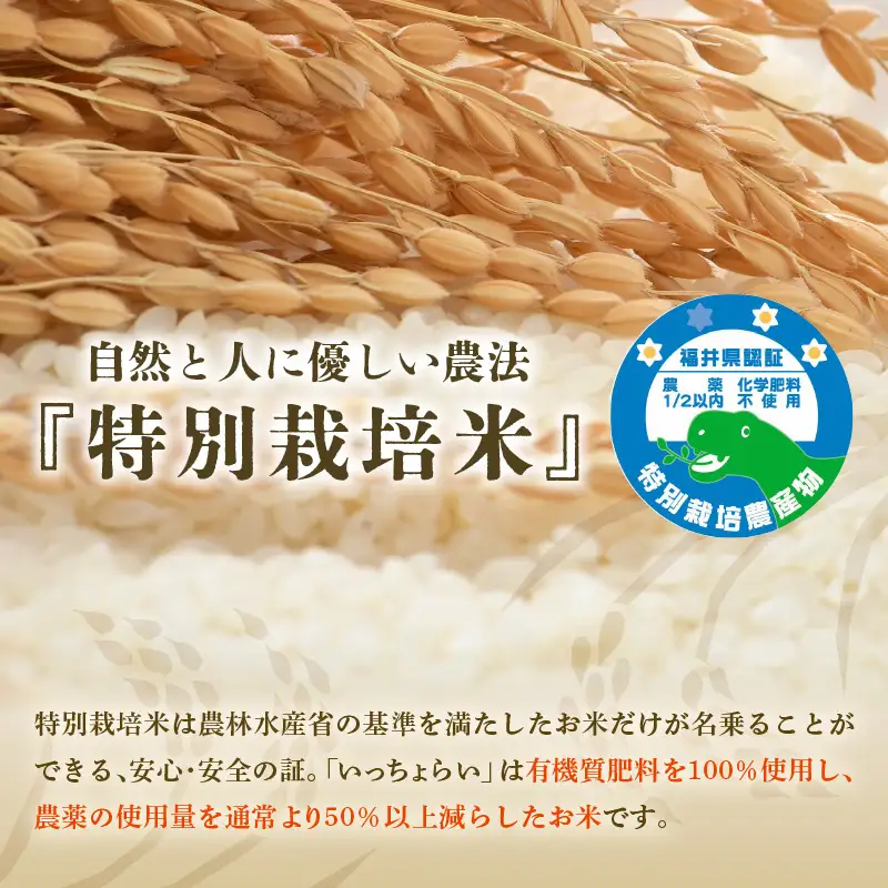 【先行予約】【令和8年産・新米】【一等米】特別栽培米 いっちょらい 無洗米 5kg ／ 福井県産 ブランド米 コシヒカリ ご飯 白米 新鮮 大賞 受賞 ※2026年10月上旬以降順次発送予定 [aw012-a041]