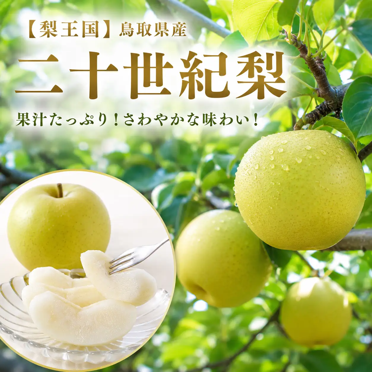 Y015 二十世紀梨(特選) 3kg