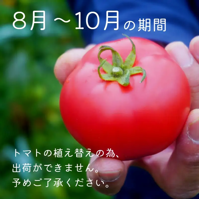 トマト 4kg 化粧箱入 とまと