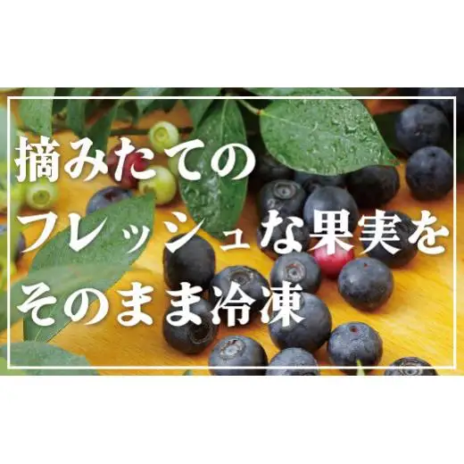 【先行予約】冷凍 ブルーベリー 1.2kg (2026年9月～発送) | フルーツ ベリー C152