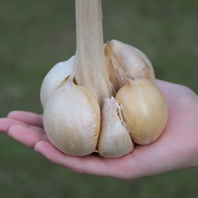 【 熟成 】 ジャンボ 黒 ニンニク 750g C234