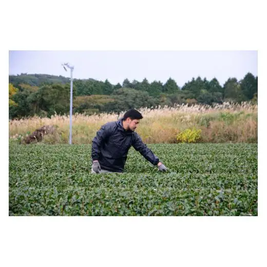 【農林水産大臣賞15回受賞の銘店】世知原茶 ｢芳翠｣｢峰の露｣ 詰め合わせ 500g (100g×5P)【前田製茶】蒸し製玉緑茶 茶葉 日本茶 緑茶