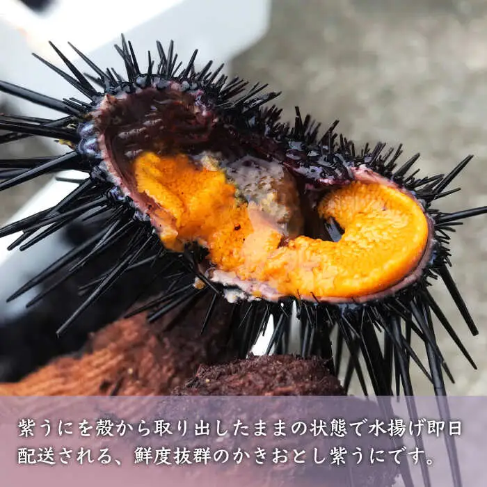 【先行予約】壱岐産紫うに（かきおとし）【2027年5月中旬以降順次発送】《壱岐市》【壱岐島 玄海屋】[JBS026] ウニ 紫ウニ 33000 33000円