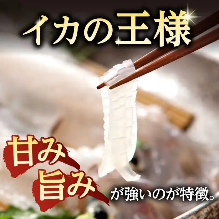 アオリイカ（水イカ）1,500g前後 [JCG019] イカ 刺身