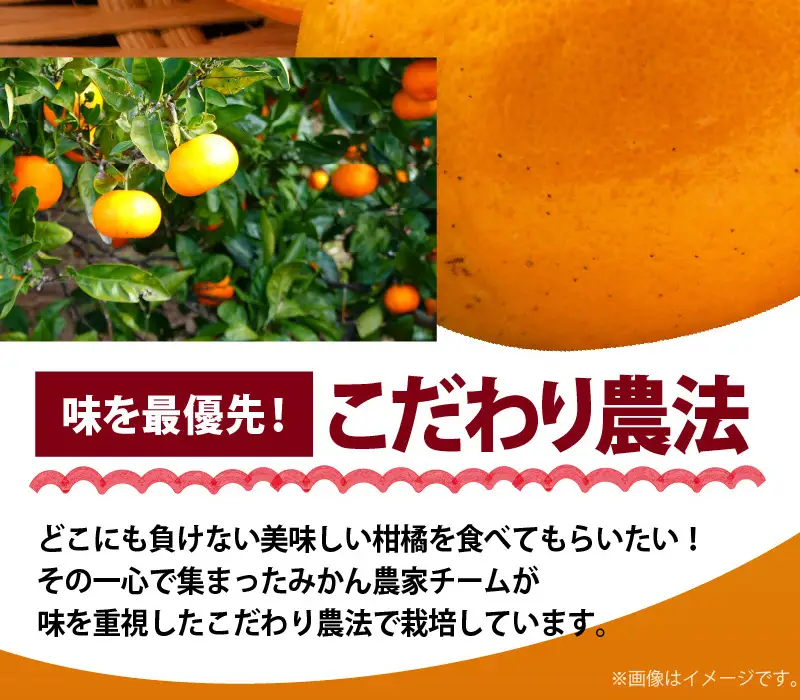 和歌山有田の濃厚 はるみ 5kg (Lサイズ)【ハルミ 春見 ミカン 蜜柑 柑橘 和歌山 有田】_AB6047n
