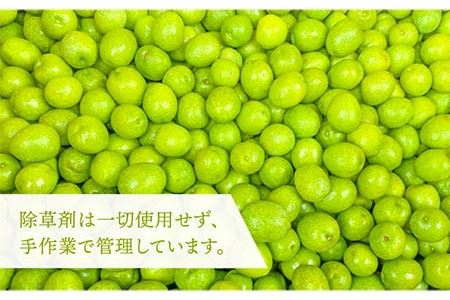 【数量限定】オリーブの新漬け（100g × 3袋） [JDU008] オリーブ