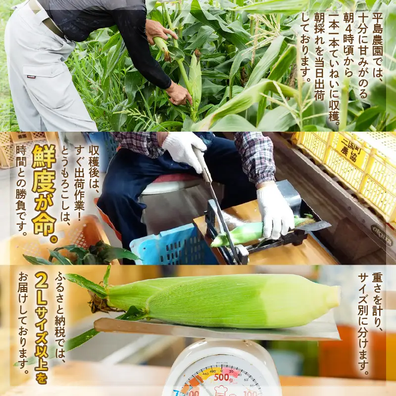 とうもろこし 10本 2Lサイズ以上 2027年6月上旬発送 朝取れ とうもろこし [A-7102] 