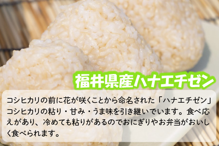 【令和7年産】 おおかわさんちの華越前 玄米 30kg [D-10805]