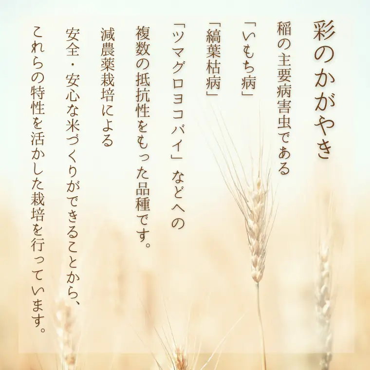 【令和７年産】加須市産　彩のかがやき・彩のきずな　精米10kg（各5 kg）