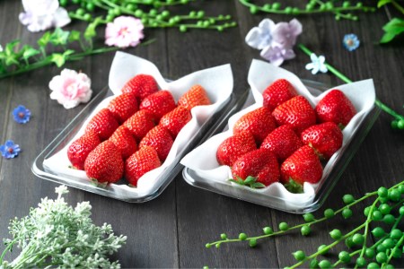 【期間限定発送】甘酸っぱい！酸味と甘味を楽しむ苺 福岡限定生産【冬】あまおう 2パック