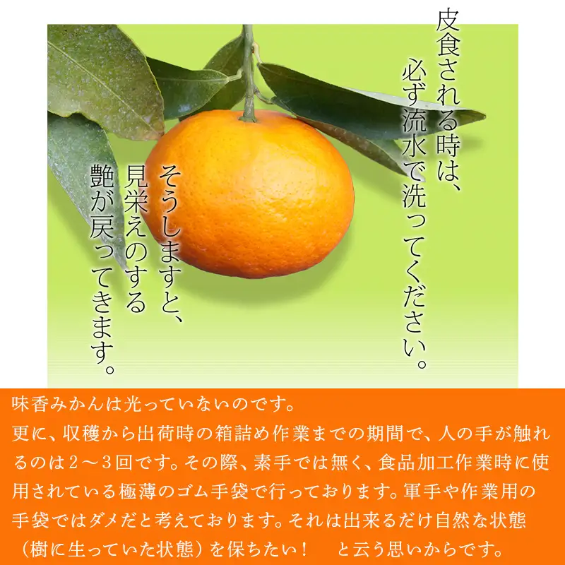 『先行予約』【令和9年2月上旬発送】果皮も丸ごとガブッ！味香みかん 5kg