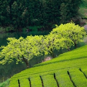 静岡 銘茶三撰 「薮北天下一」「山峡の里」 「旬香」 詰め合わせ 静岡
