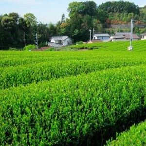 静岡銘茶二撰 「金粋」 「光緑」100g各1袋 詰め合わせ お茶