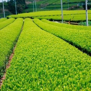 『沼津ブランド認定茶 熟うま』 100g袋入り×4袋 詰め合わせ 沼津