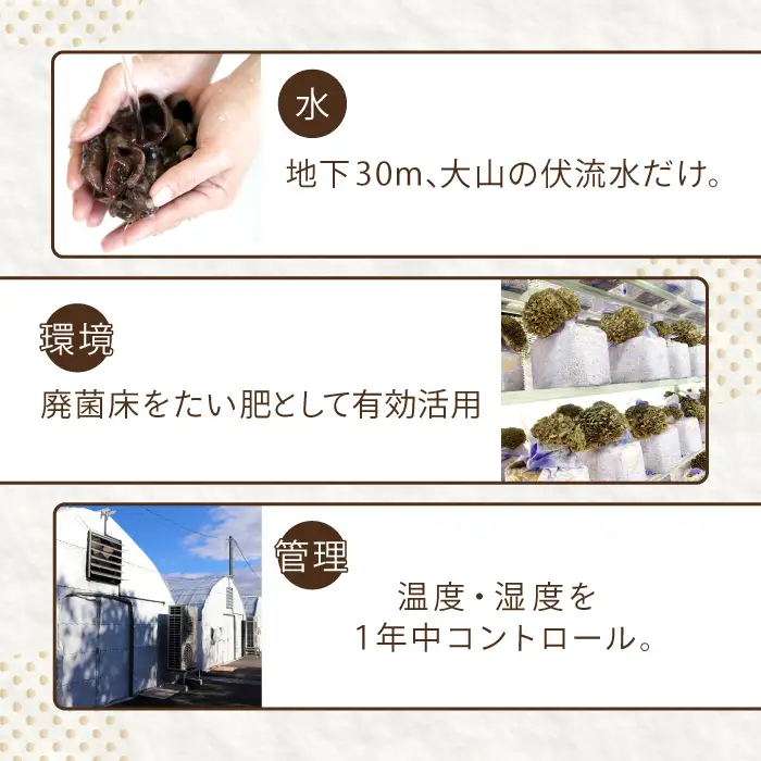 オーガニックきのこバラエティセット約1.5kg（5種13パック入）