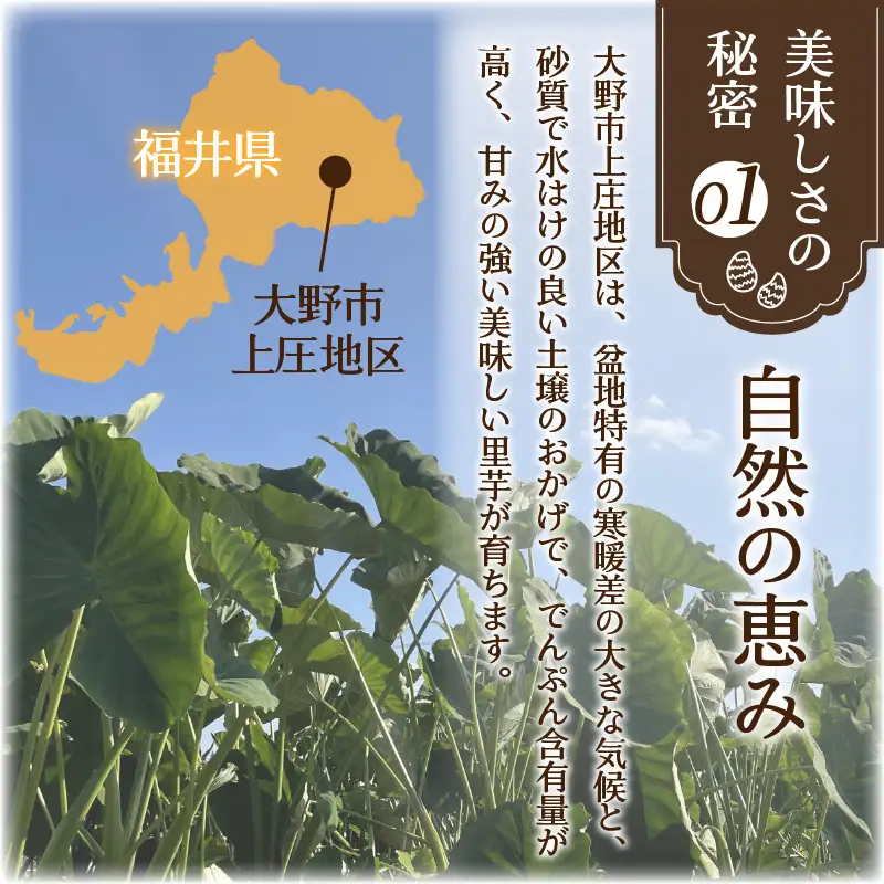 上庄さといも【11月発送分】5kg 里芋 特別栽培 [A-004002_02]