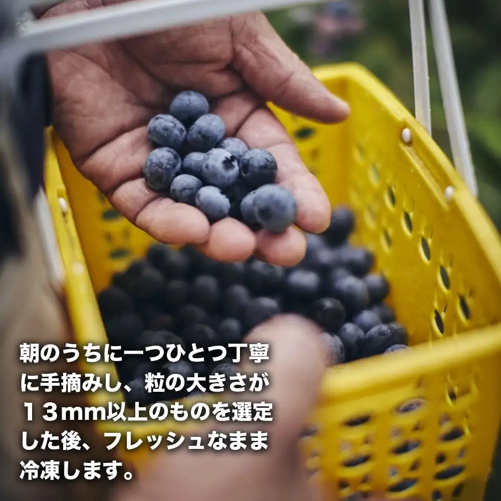 【冷凍】ブルーベリー 1kg 直径13mm以上