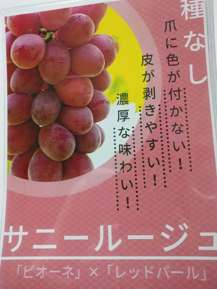 ぶどう（サニールージュ）１.３ｋｇ　0142-2603