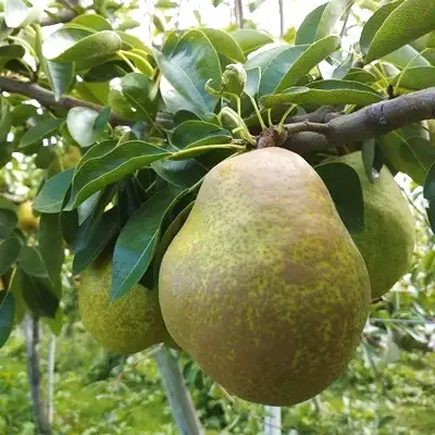 西洋梨（ラ・フランス）３ｋｇ　贈答用　0142-2610