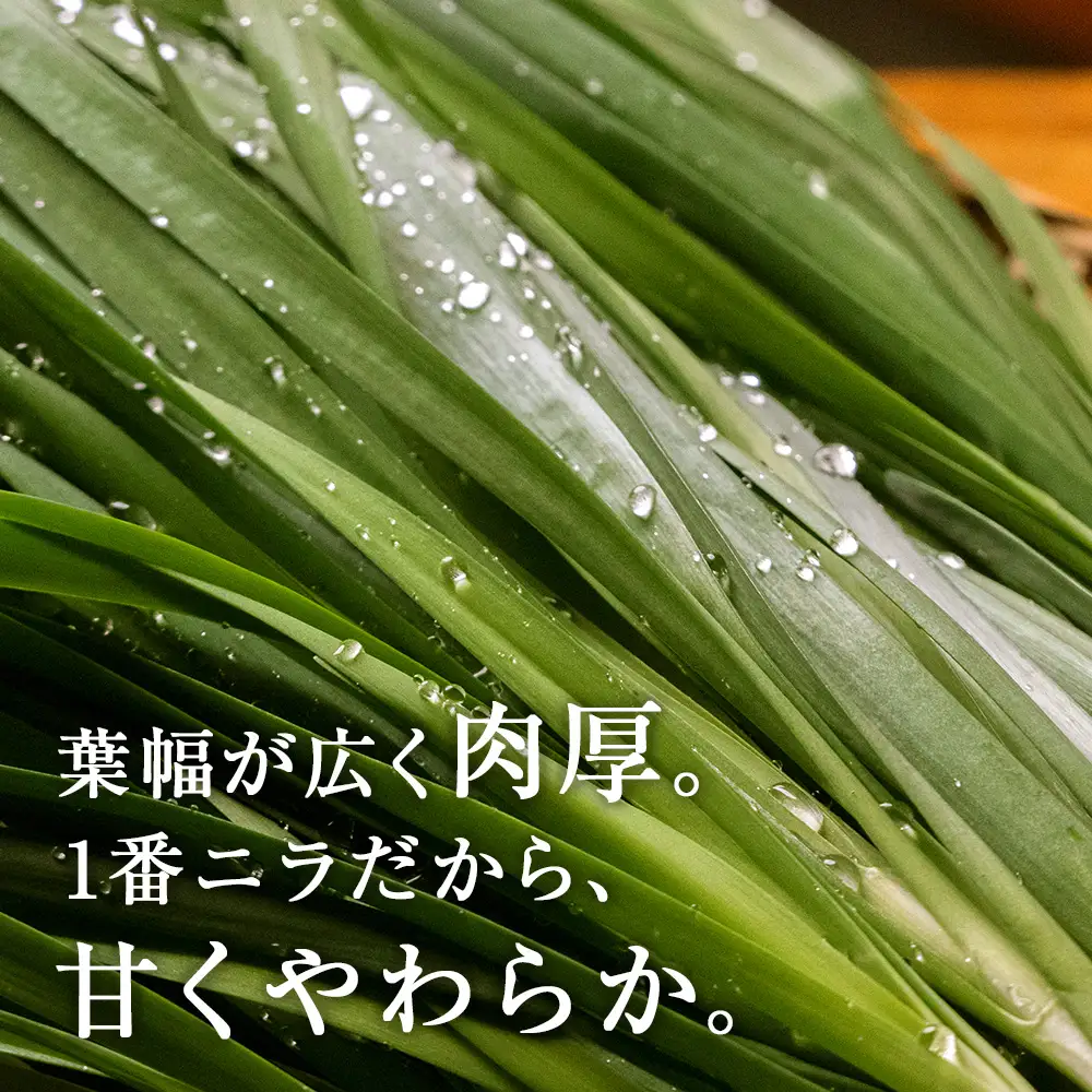 【2027年発送予約】 しりうちにら北の華 20束【JA新はこだて】