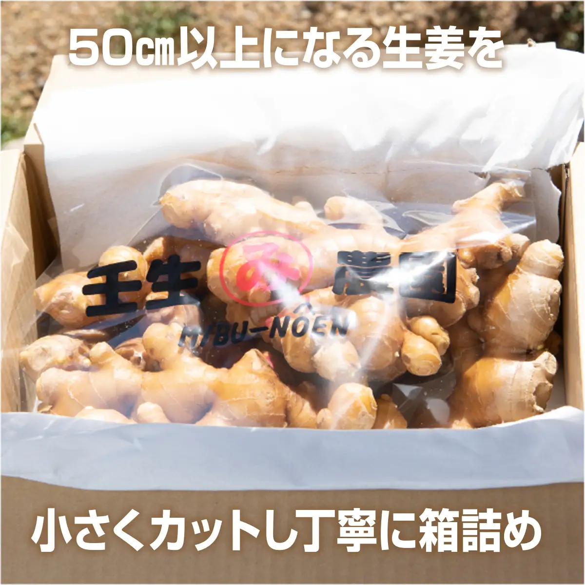 生姜 4kg　高知県産 囲い生姜 しょうが 低農薬栽培 大容量 業務用 農家直送 熟成