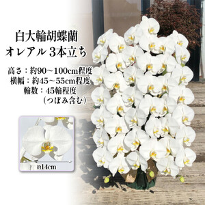 厳選・白大輪胡蝶蘭オレアル　3本立ち45輪程度（つぼみ含む）　【11100-0119】