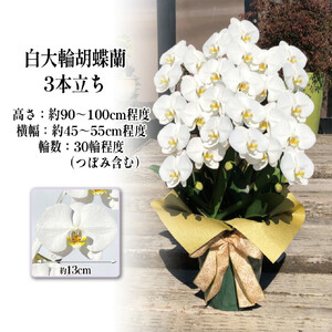 白大輪胡蝶蘭　3本立ち30輪程度（つぼみ含む）　【11100-0120】