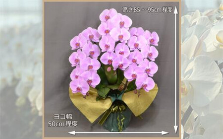 ピンク大輪胡蝶蘭　グレイス3本立ち30輪程度（つぼみ含む）　【11100-0121】