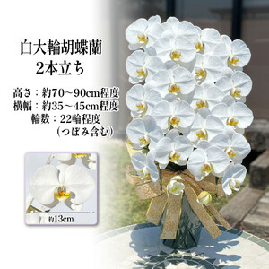 白大輪胡蝶蘭　2本立ち22輪程度（つぼみ含む）　【11100-0122】