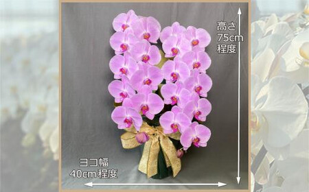 ピンク大輪胡蝶蘭　グレイス2本立ち22輪程度（つぼみ含む）　【11100-0123】
