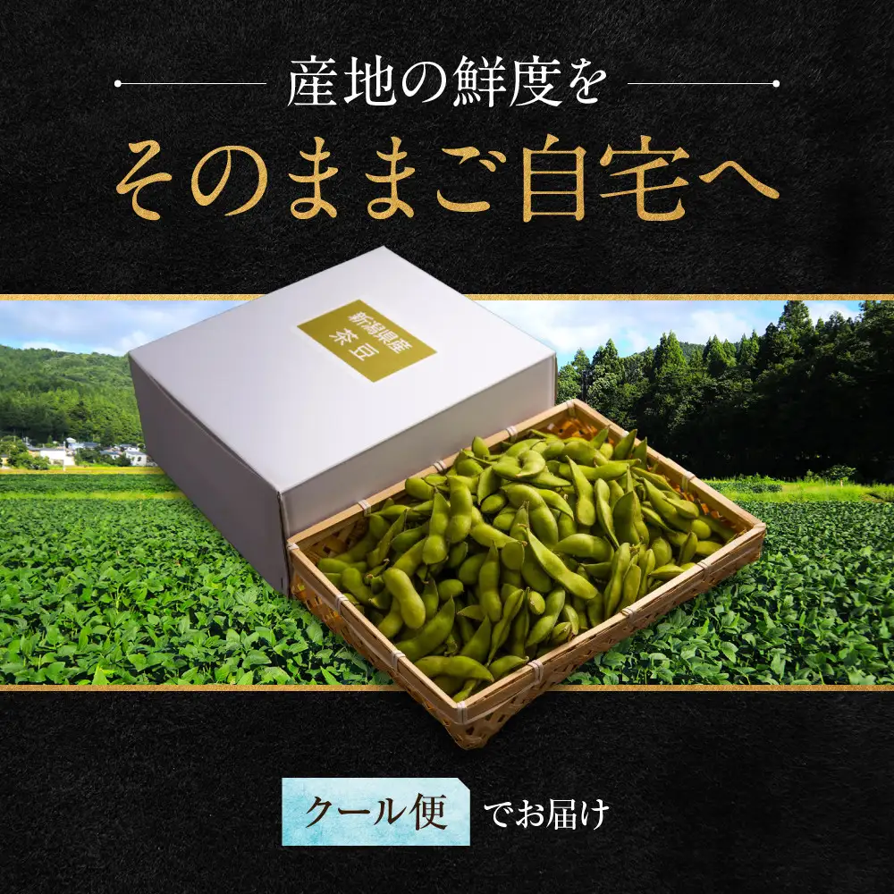 先行予約【新潟県産】くろさき茶豆　【１.５ｋｇ】　2026年8月～順次発送　新潟　新潟県　枝豆　えだまめ　茶豆　おつまみ　お取り寄せ　グルメ　1.5kg　豆