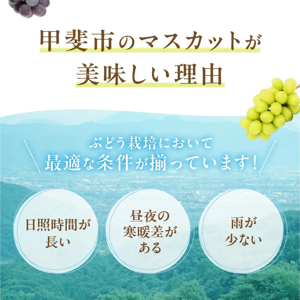 "自慢の逸品” シャインマスカット 2房 秀 山梨シャインマスカット
