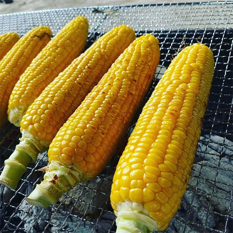 朝もぎ直送｜北海道江別産AmbitiousFarm　極甘スイートコーン　"恵味ゴールド"　2箱（12本）【2026年7月下旬より発送開始】 EB8-0152