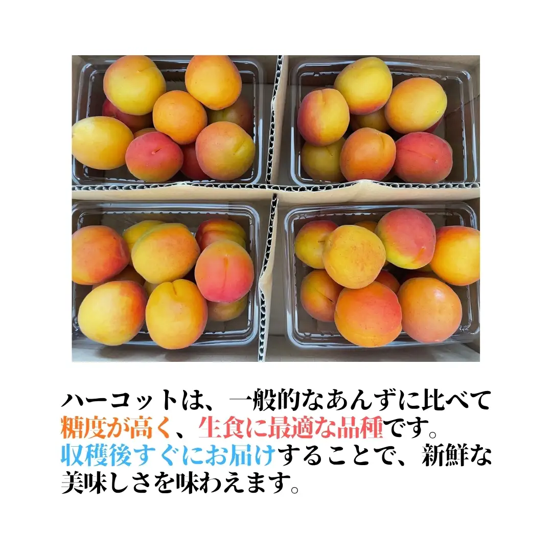 【2027年先行予約】生食用あんず  ハーコット 約500g×4パック| あんず