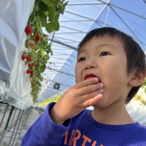 いちご狩り 招待券 （2名様分）｜苺 ※2026年10月上旬～2027年1月下旬頃に順次発送予定