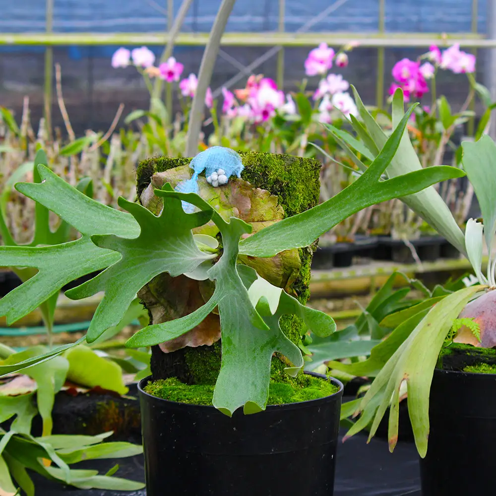 【OnnaIchigoFarm】コウモリラン　大 沖縄 コウモリラン ビカクシダ 室内植物 屋外植物 ヘゴ板 室内緑化 植物インテリア 観葉植物 沖縄産 プラントギフト 緑のある暮らし 園芸用品 インテリアプランツ 根付き植物 人気 ヘゴの木 おすすめ 送料無料 恩納村