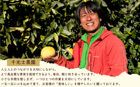 千光士農園 土佐文旦 5kg 家庭用 文旦